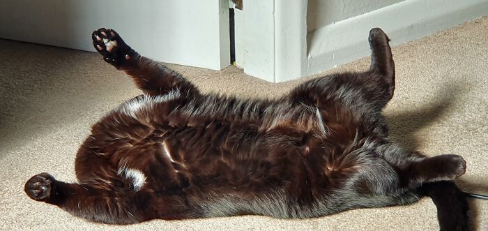 A black cat lying upside down on carpet, a funny illusion that makes you look twice at its body shape