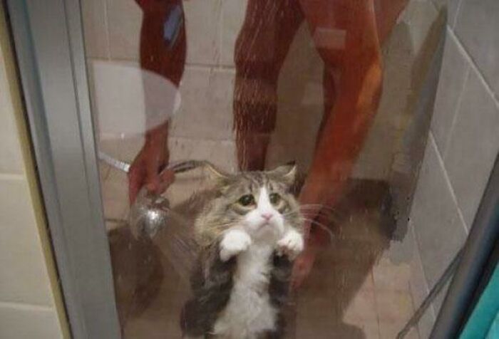 Unhinged image of a cat in the shower with a distressed expression.