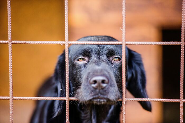 A sad black dog looking through a metal fence cage, reflecting changes in animal shelters
