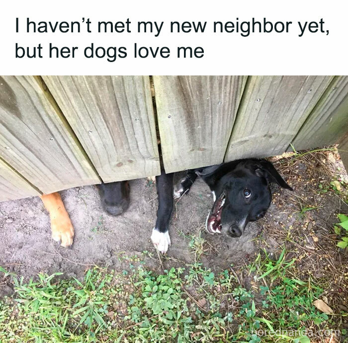 A wholesome post showing a cute black dog peeking under a fence, showing affection for a new neighbor.