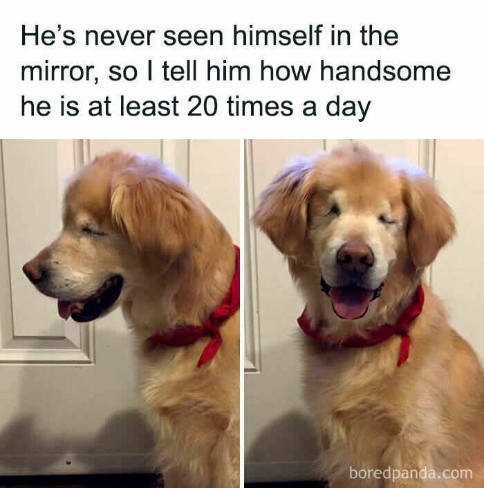 Wholesome posts feature a golden retriever, blind from birth, with its eyes closed, happy after hearing compliments.