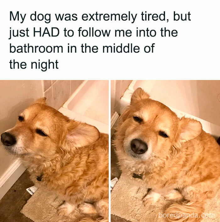 A wholesome post showing a tired corgi sitting on a bath mat, looking exhausted but still following its owner.