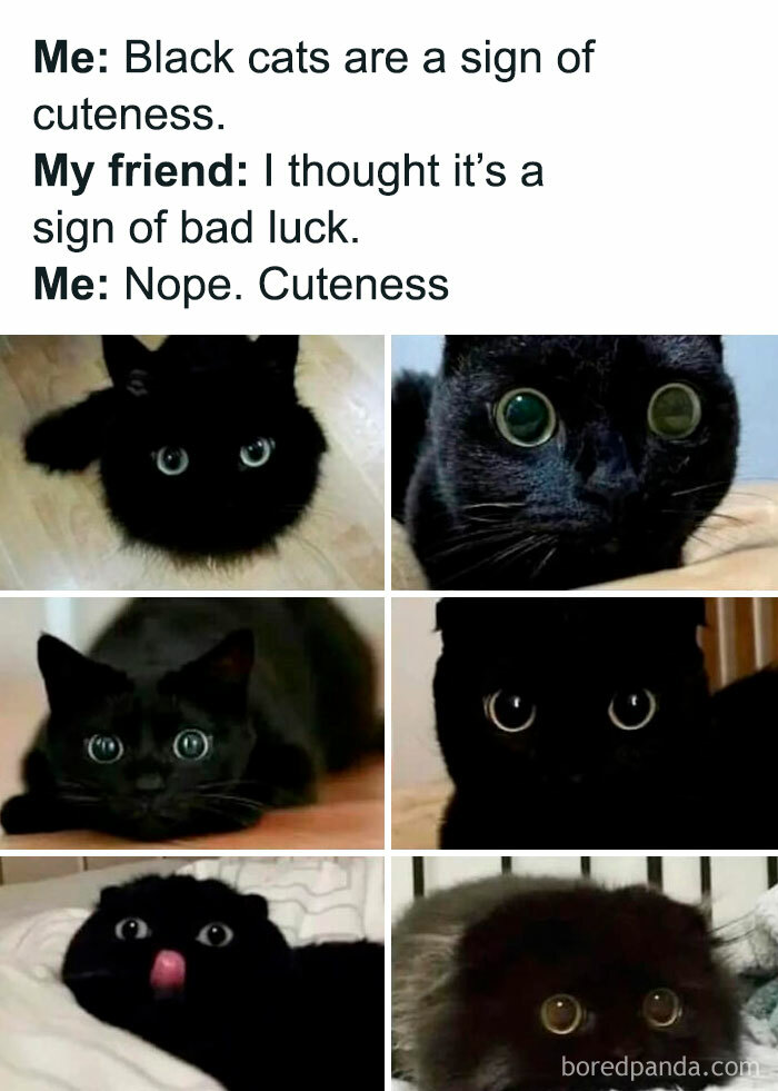 A collage of six photos of cute black cats with big eyes, illustrating wholesome posts about pet cuteness.
