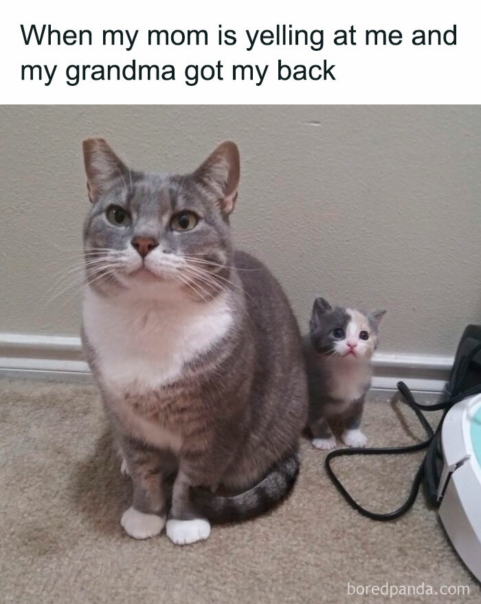 Wholesome posts depict a large grey cat sitting protectively with a tiny kitten behind it.