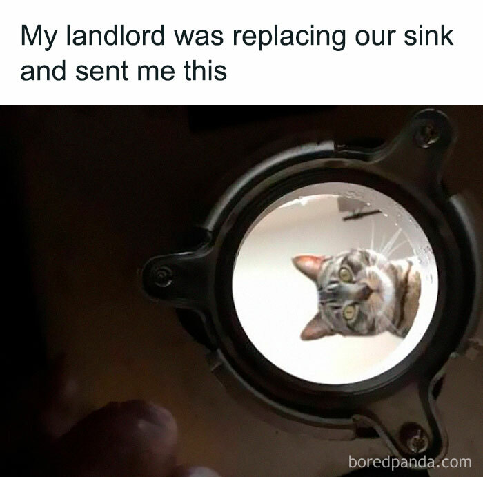 A cat's face peering curiously through a sink drain, a wholesome post offering a tiny break from daily stress.