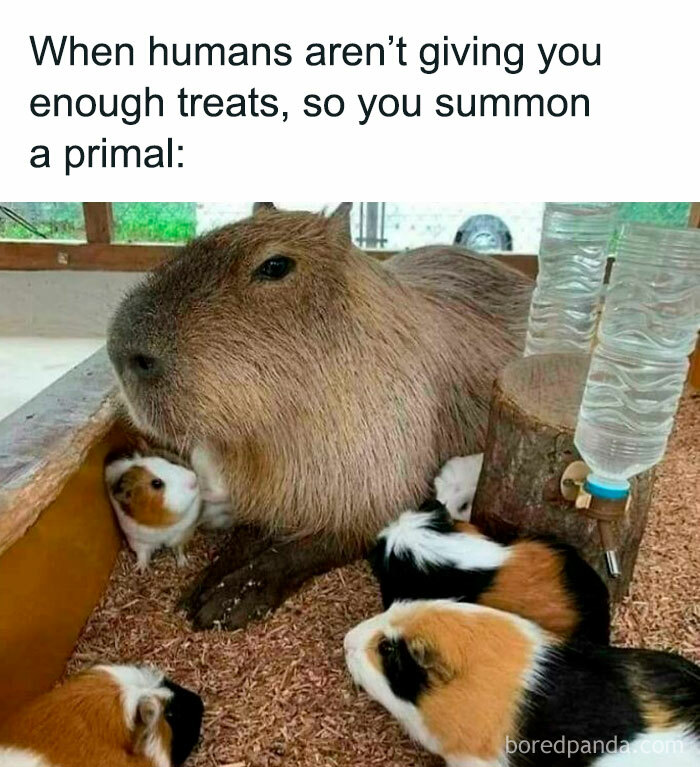 A wholesome post featuring a capybara surrounded by guinea pigs, humorously referred to as a summoned primal.