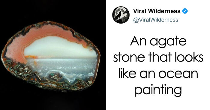 86 Nature Posts That Might Make You Say, “I Had No Idea That Was A Thing”
