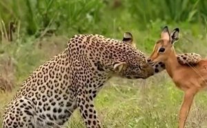 86 Fascinating Animal Moments That Show Just How Incredible Nature Can Be