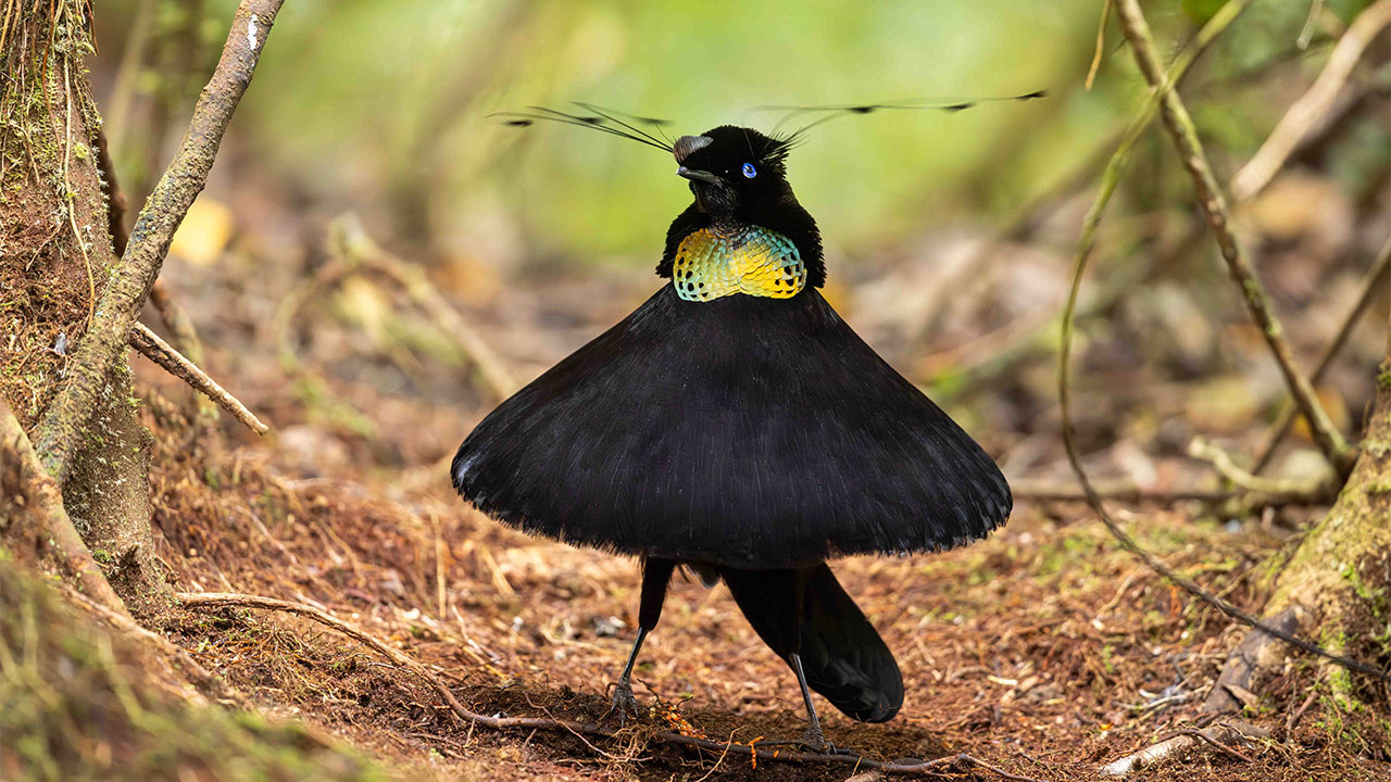 Winners 2026 Bird Photos Birdpoty