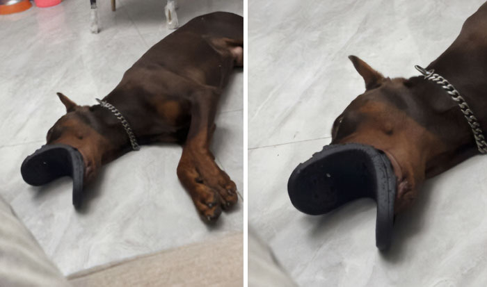 A sleeping Doberman dog with a black sandal covering its nose, an internet hilarious photo.