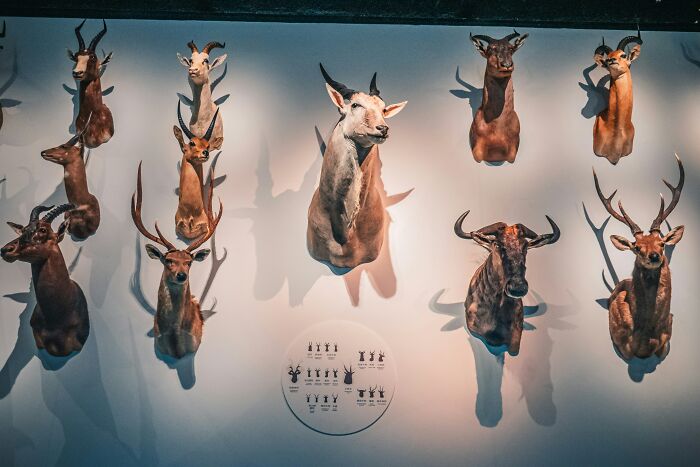 A wall display of various taxidermied animal heads, a surprising thing wealthy people buy.