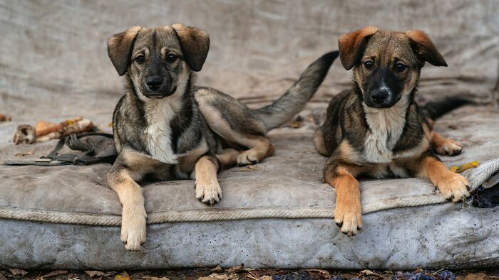 Two puppies lying on a mattress, symbolizing the innocent lives affected by decisions like going no contact with a parent.