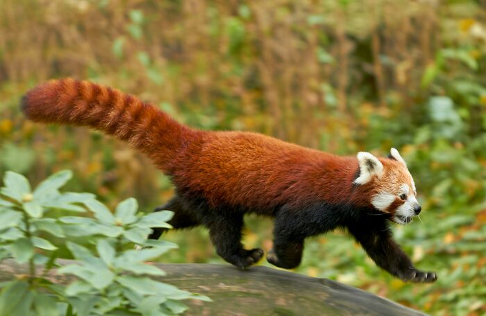 These 49 Animals Seem Cute But Zookeepers Say They Are A Total Nightmare