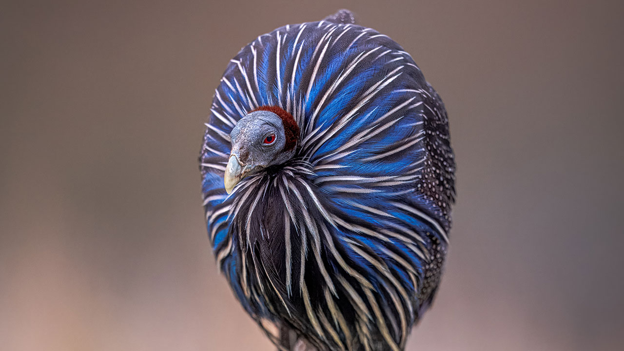25 Winning Photos From The Biaza Photo Competition 2026 Celebrating Animal Conservation In Zoos