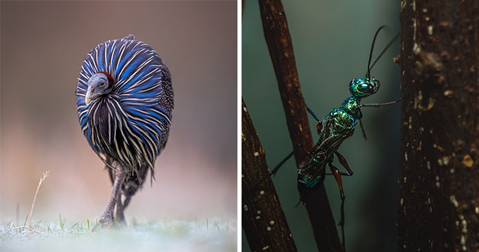 25 Winning Photos From The Biaza Photo Competition 2026 Celebrating Animal Conservation In Zoos
