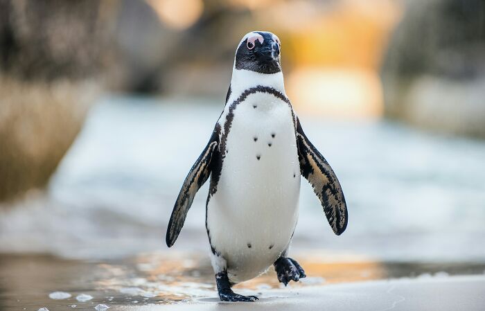 A charming penguin waddling on a beach, a funny animal often causing humorous beef with zookeepers.