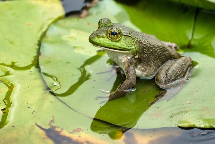 A vibrant green frog sits on a lily pad in water, one of the animals zookeepers share beef with.