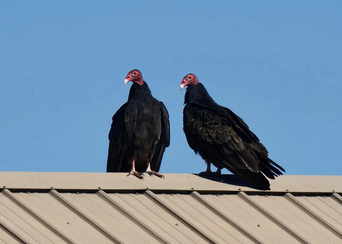 Two black vultures with red heads perch on a metal roof against a blue sky, animals zookeepers share beef with.