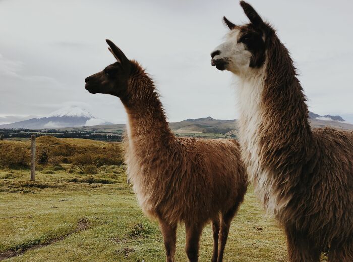Two llamas with fluffy coats stand in a field with a snowy mountain in the background, animals zookeepers share beef with.