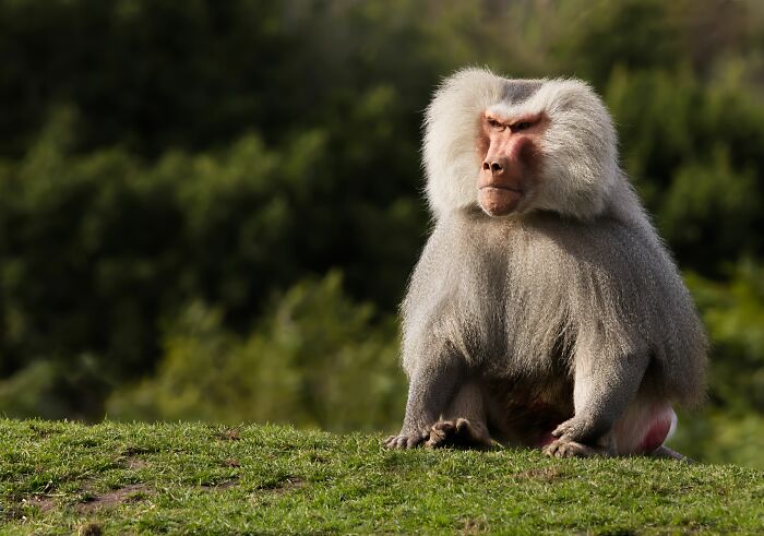 A large baboon with a fluffy mane sits on a grassy hill, an animal zookeepers share beef with.