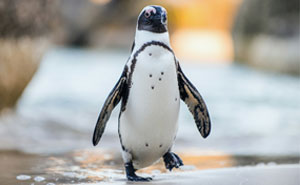 These 49 Animals Seem Cute But Zookeepers Say They Are A Total Nightmare