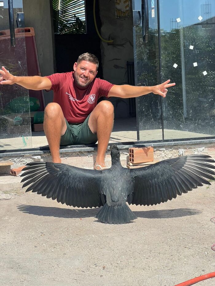 Animal trainer sitting behind a large black bird spreading its wings