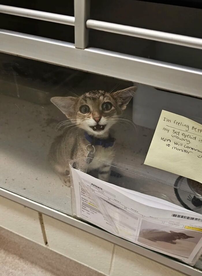 Herbie the cat with an unusual face looks out from behind a glass window in his shelter kennel