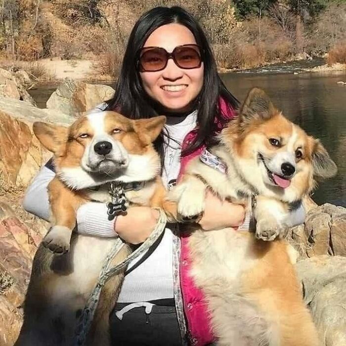Funny animals: a woman smiling while holding two corgis with funny facial expressions