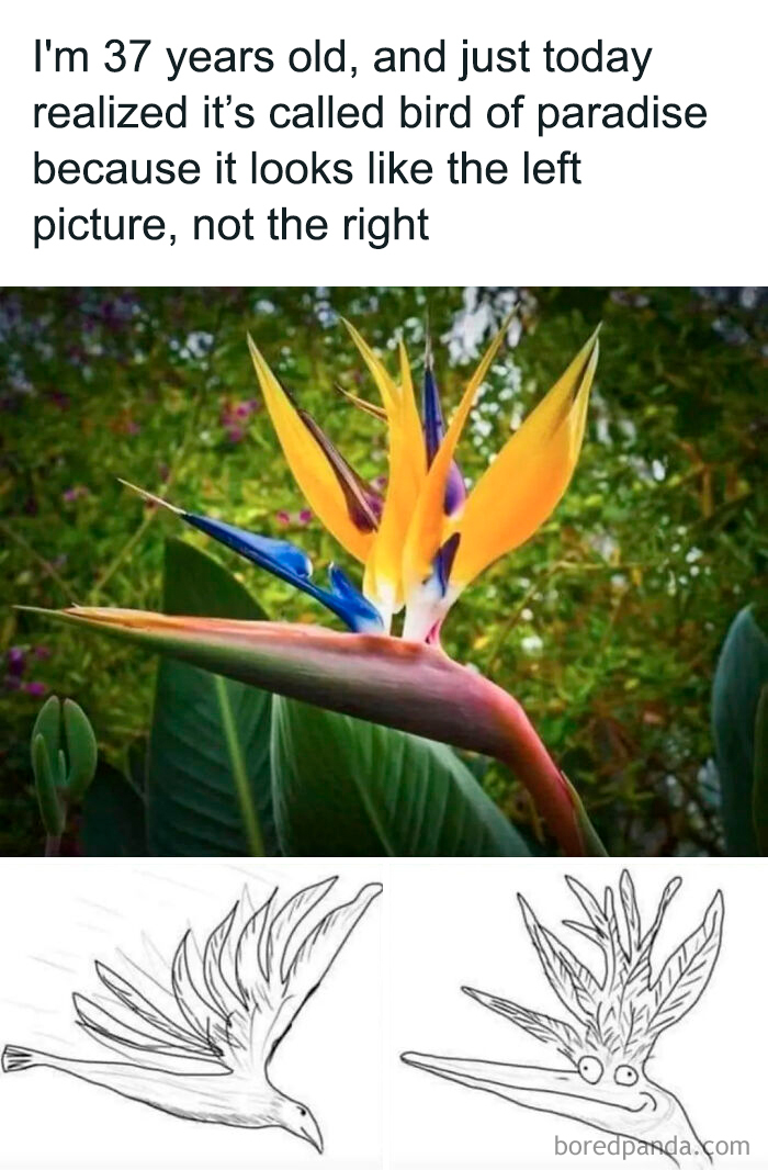 Funny bird of paradise meme comparing flower to bird drawing
