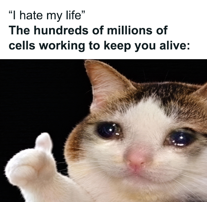 Meme showing crying cat thumbs up with cells working to keep you alive biology