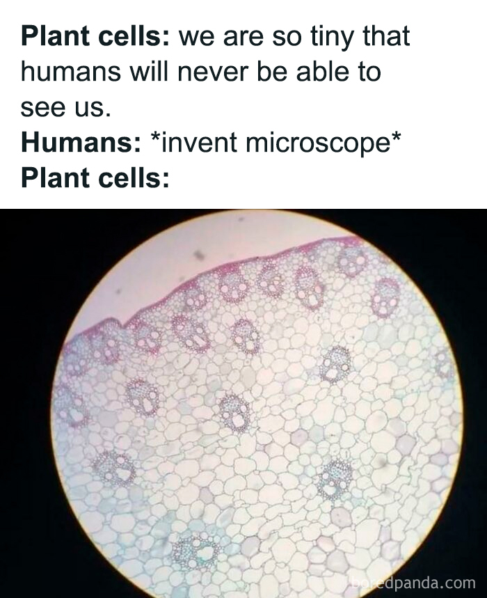 Biology meme showing plant cells revealed under microscope after invention