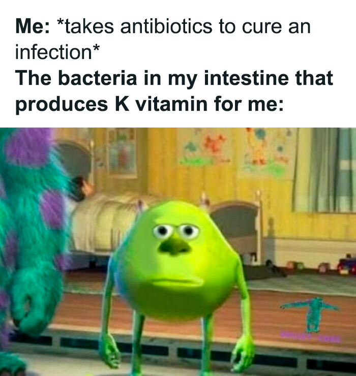Biology meme about gut bacteria producing vitamin K reacting to antibiotics
