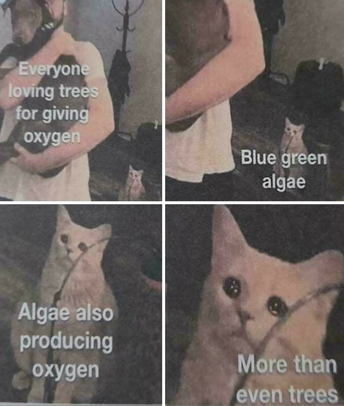 Funny biology meme about algae producing more oxygen than trees with a crying cat