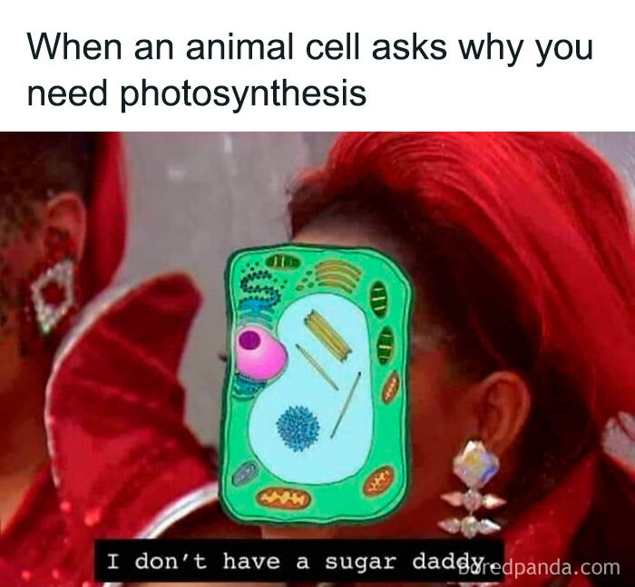 Humorous biology meme about animal cell and photosynthesis with cell cartoon