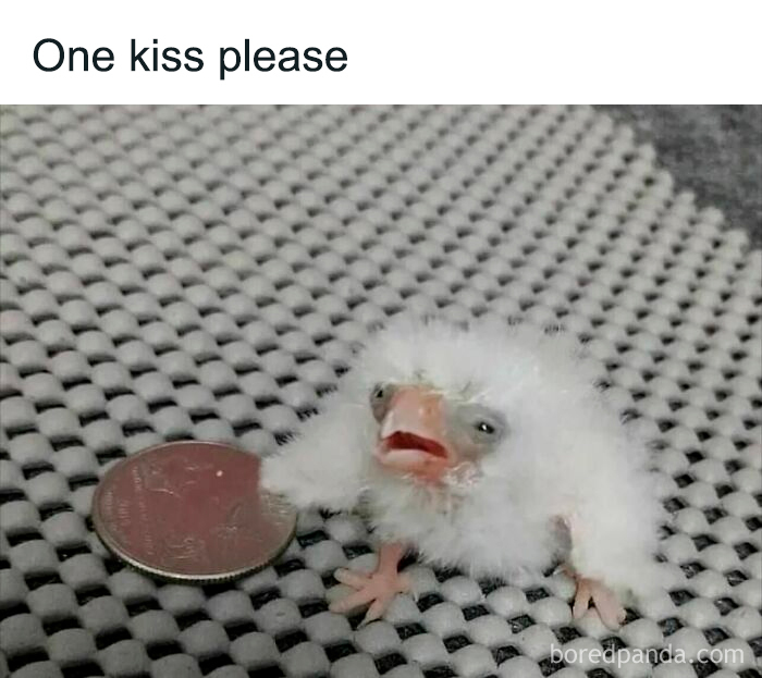 Relatable memes featuring a tiny baby bird offering a coin with the text One kiss please.