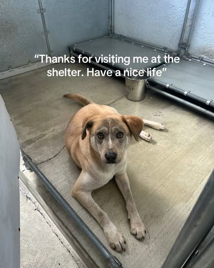 A scared and shy rescue dog lying down inside an animal shelter kennel.