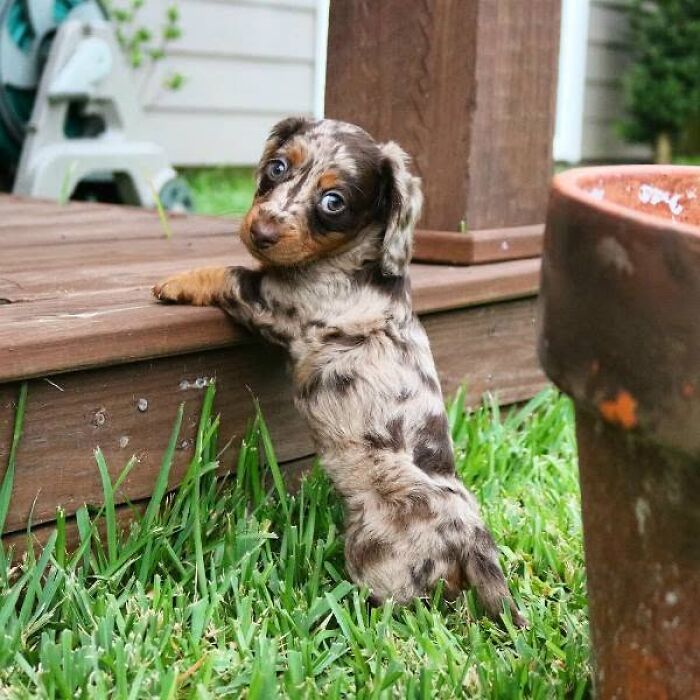 A speckled miniature dachshund puppy standing on its hind legs outdoors, from adorable puppy pics.