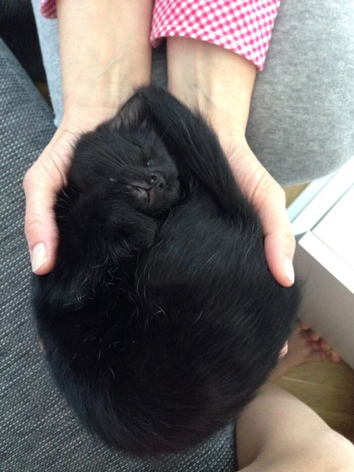 Adorable black cat sleeping curled up snugly in someone hands.