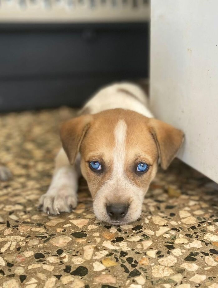 A rescued puppy with bright blue eyes laying down, supported by All Sato Rescue