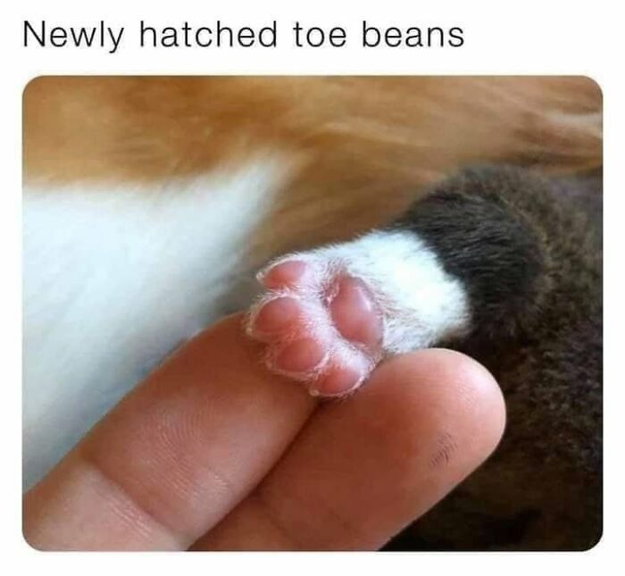 A close-up of a newborn kitten paw with soft pink toe beans, highlighting funny memes about cats.