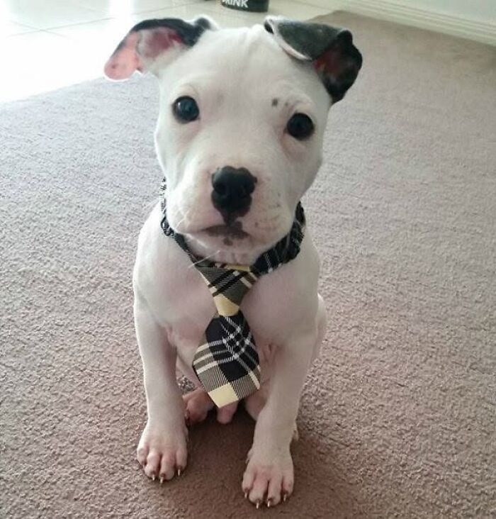 A white pitbull puppy wearing a plaid tie sitting indoors, included in adorable puppy pics.
