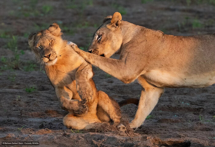 A lioness nudging her cub in a funny posture from the Nikon Comedy Wildlife Photography Contest