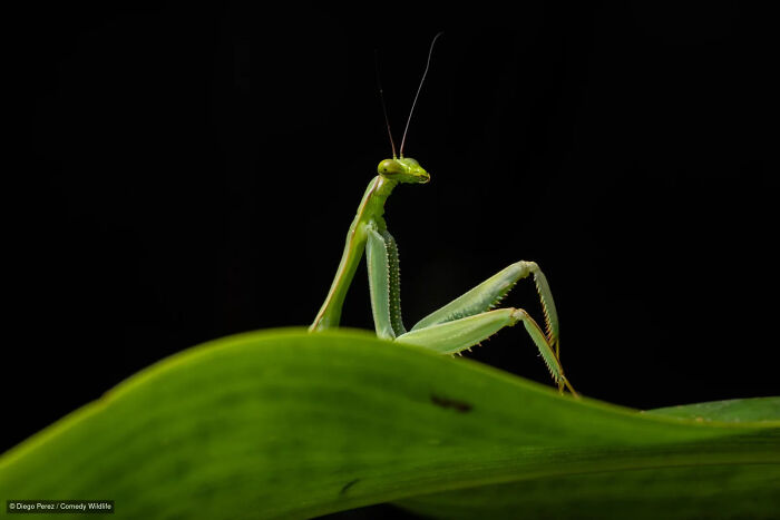 A green praying mantis posing on a leaf from the Nikon Comedy Wildlife Photography Contest