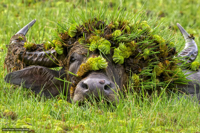 A water buffalo covered in grass, capturing a funny photo for Nikon Wildlife Photography Contest