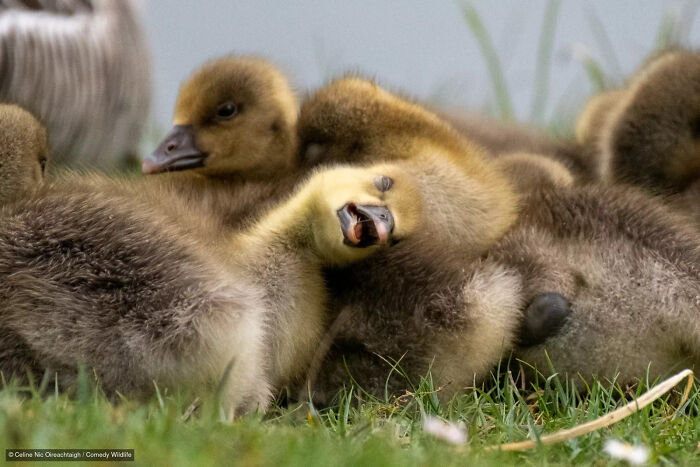 Comical baby duckling yawning upside down, Nikon Wildlife Photography Contest entry.