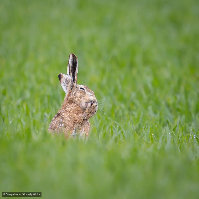 Cute wild rabbit covering its eyes in field, from the Nikon Wildlife Photography Contest.