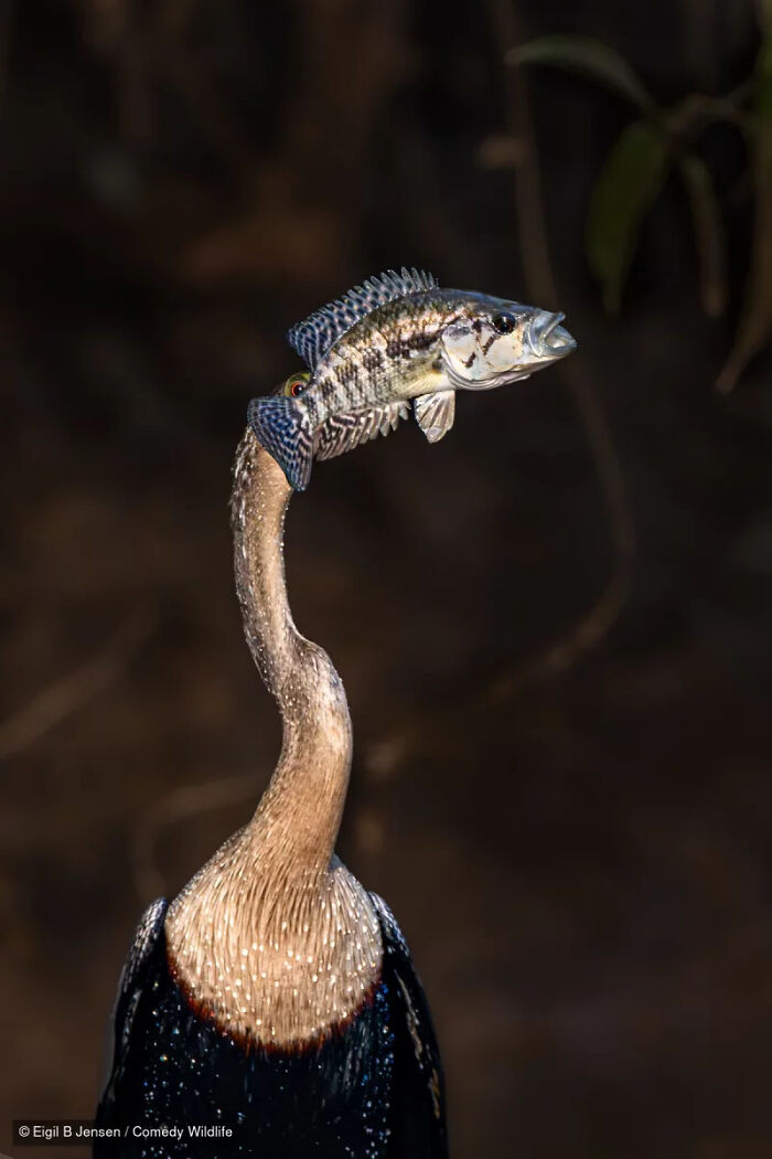 Funny moment of a bird impaled by a fish in Nikon Wildlife Photography Contest entry.