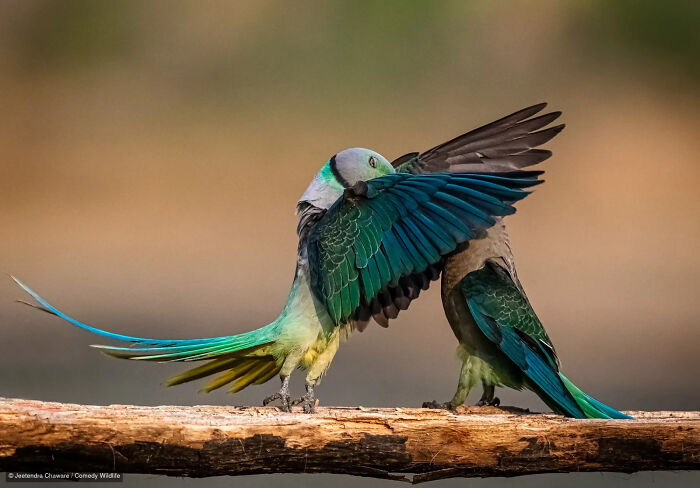 Two colorful birds engaged in a dramatic pose, a funny photo from the Nikon Wildlife Photography Contest.