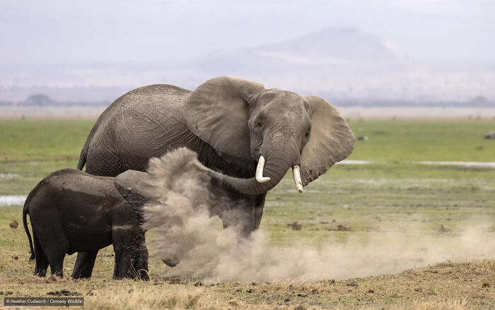 A funny moment of an elephant splashing mud from the Nikon Wildlife Photography Contest