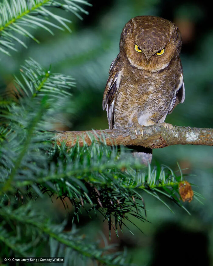 A grumpy little owl staring from a branch in the Nikon Wildlife Photography Contest